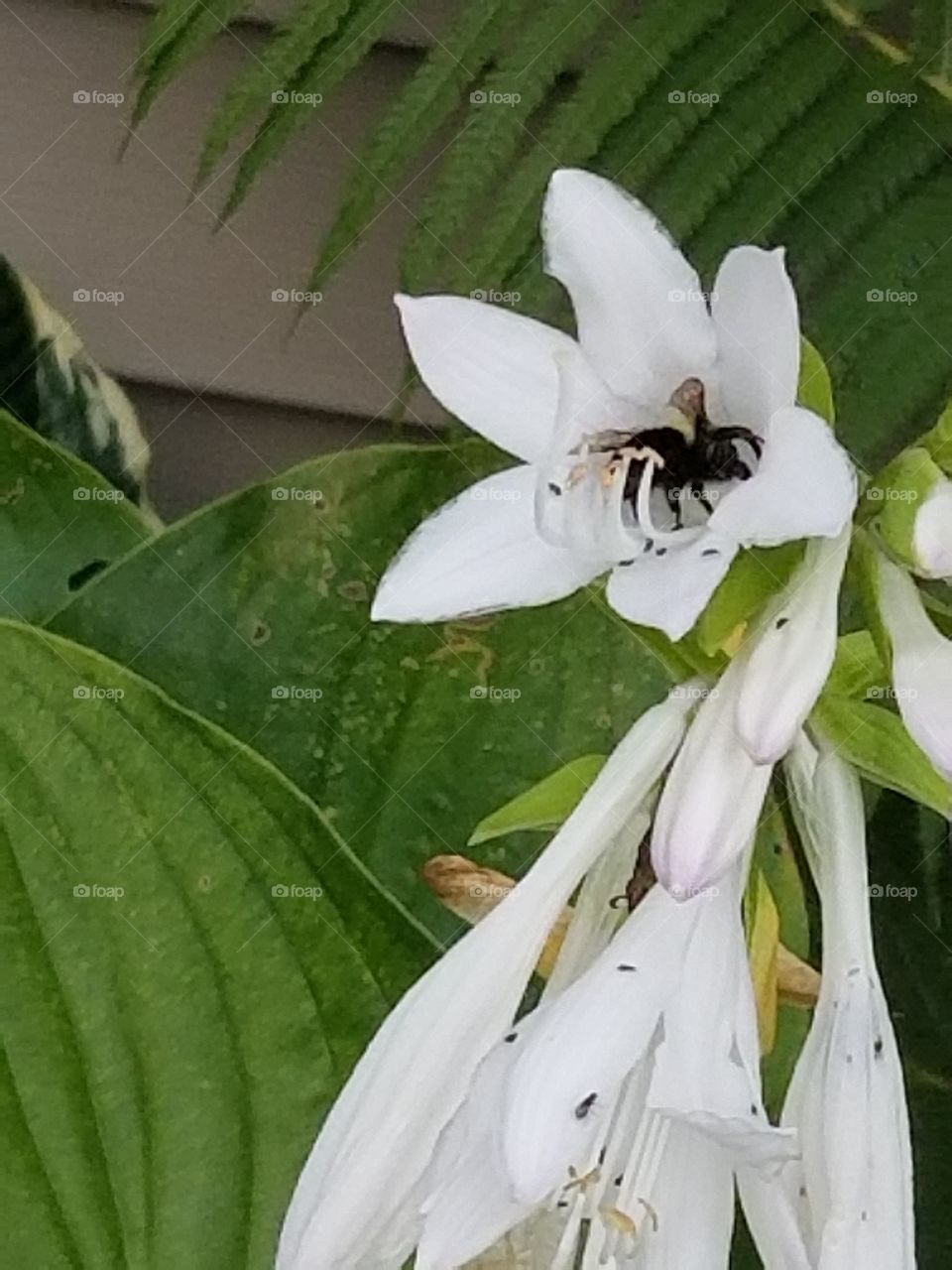 bee in hosta bloom