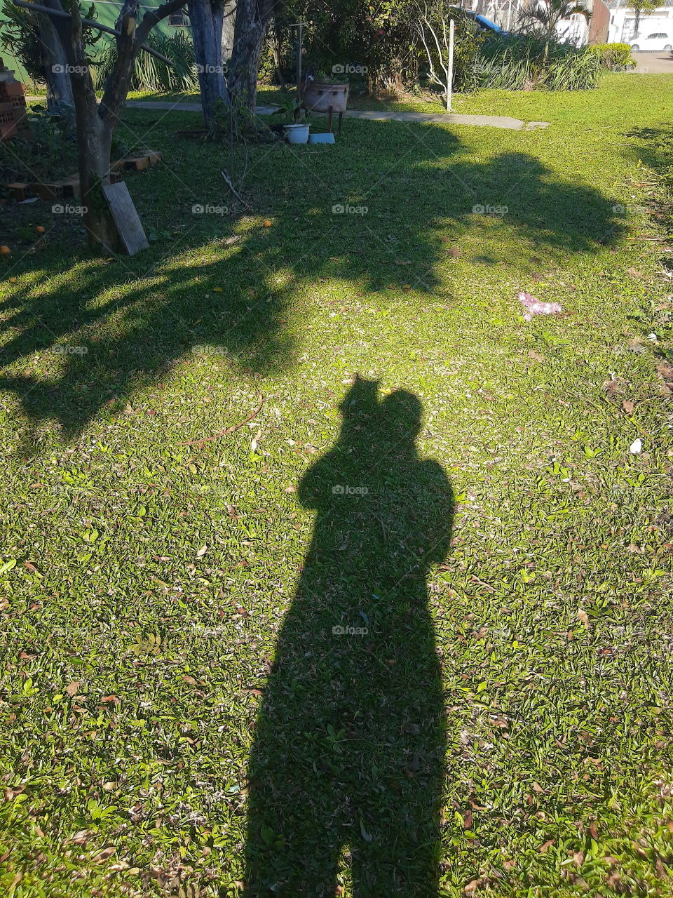 shadow of cat and person