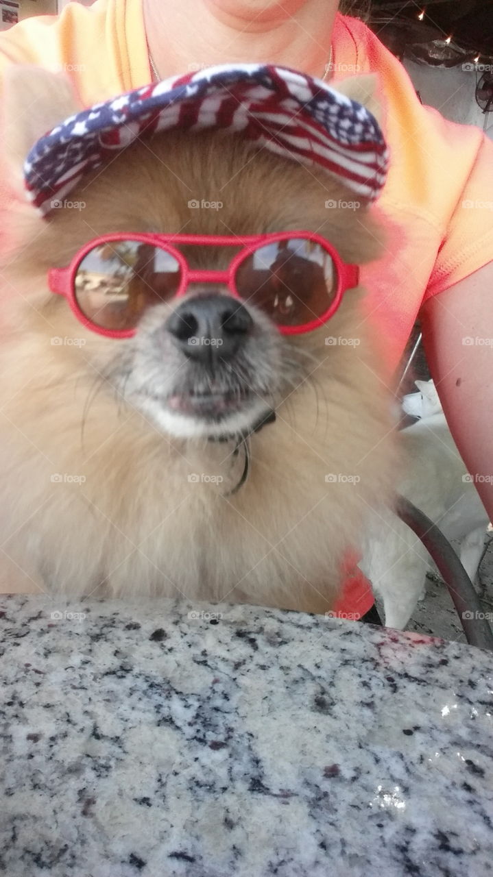 sunglass pooch