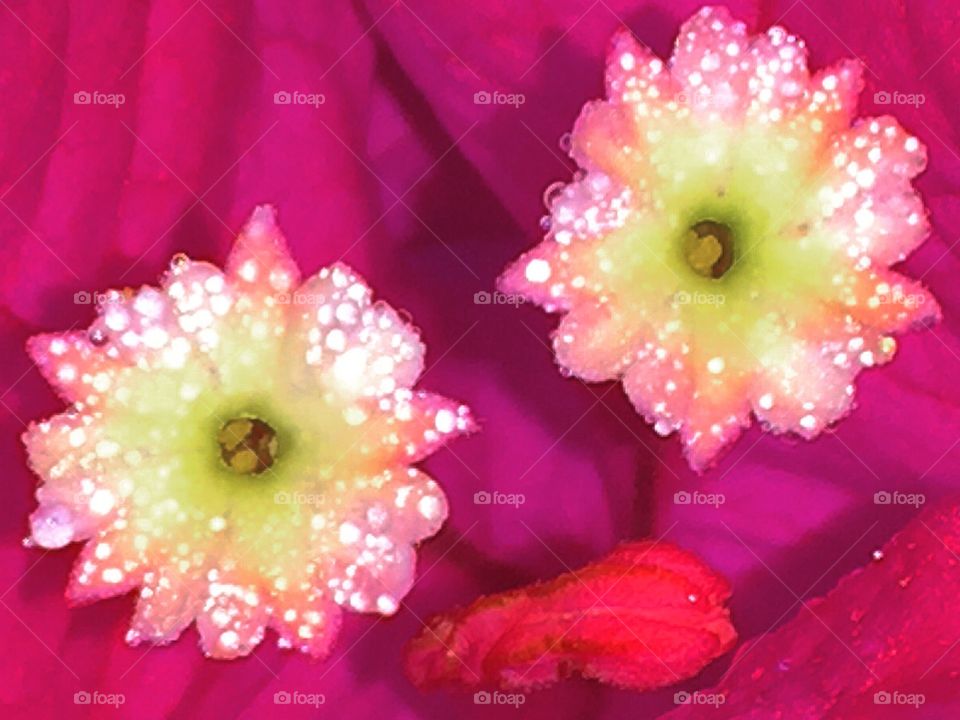 Bougainvillea flower