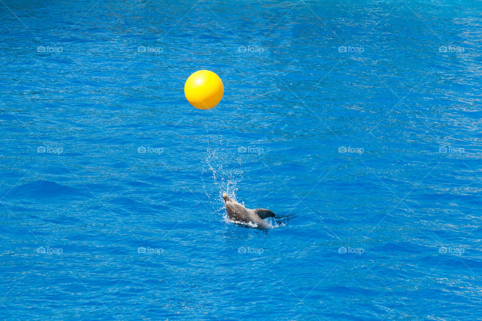 Dolphin having fun while playing with yellow ball tossing it up.