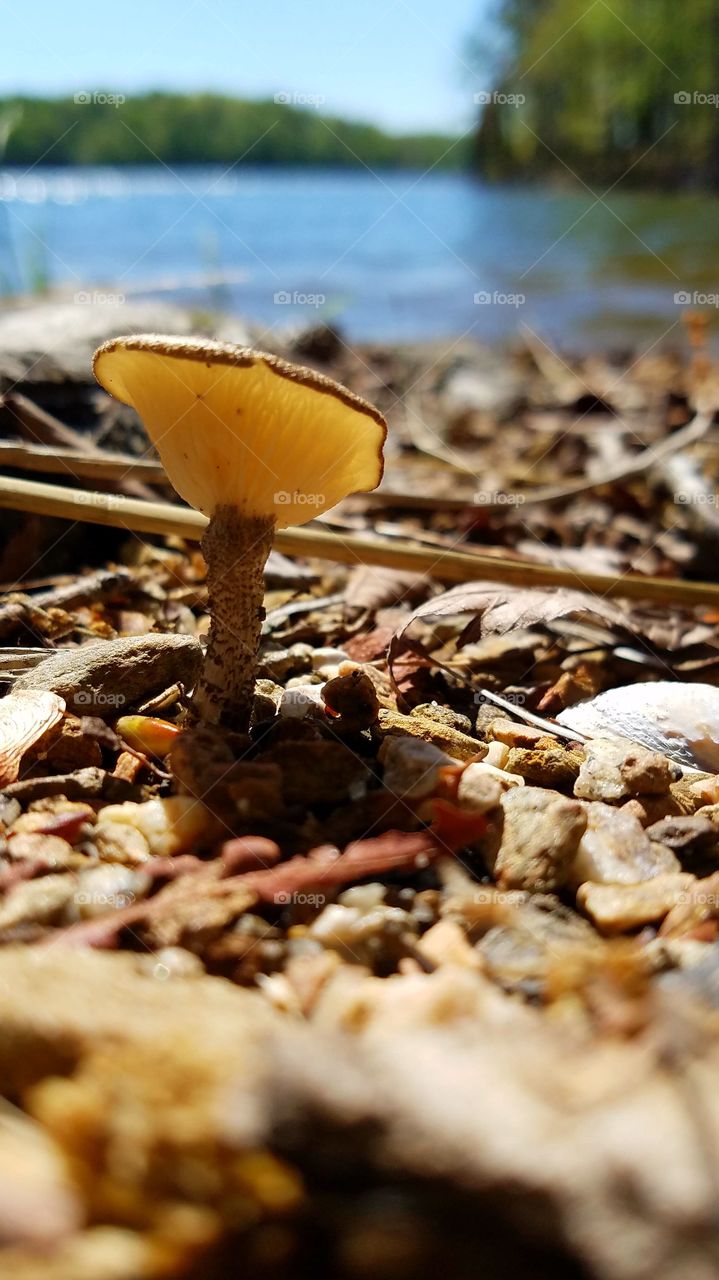 mushroom in the sun by the shore.