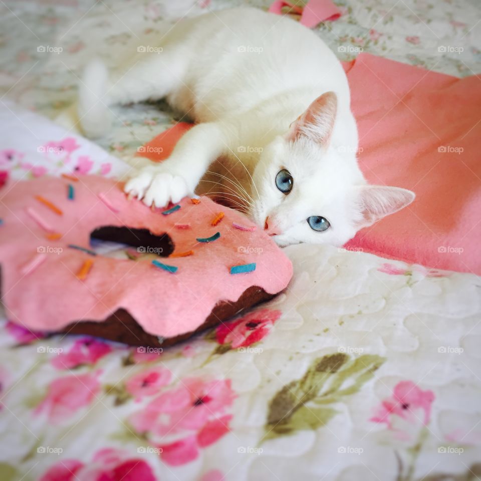 Cute cat lying on bed