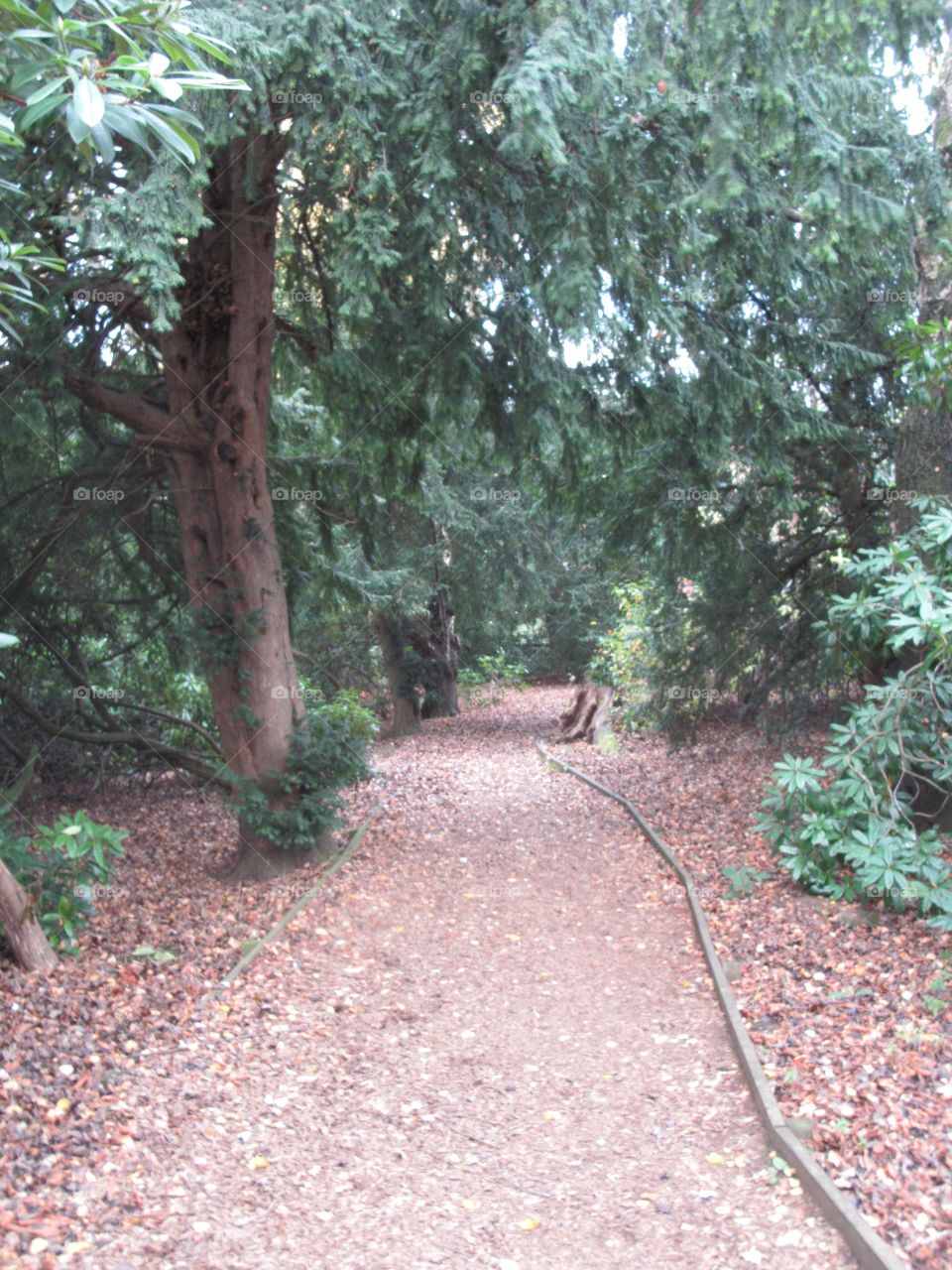 Path into the woods 