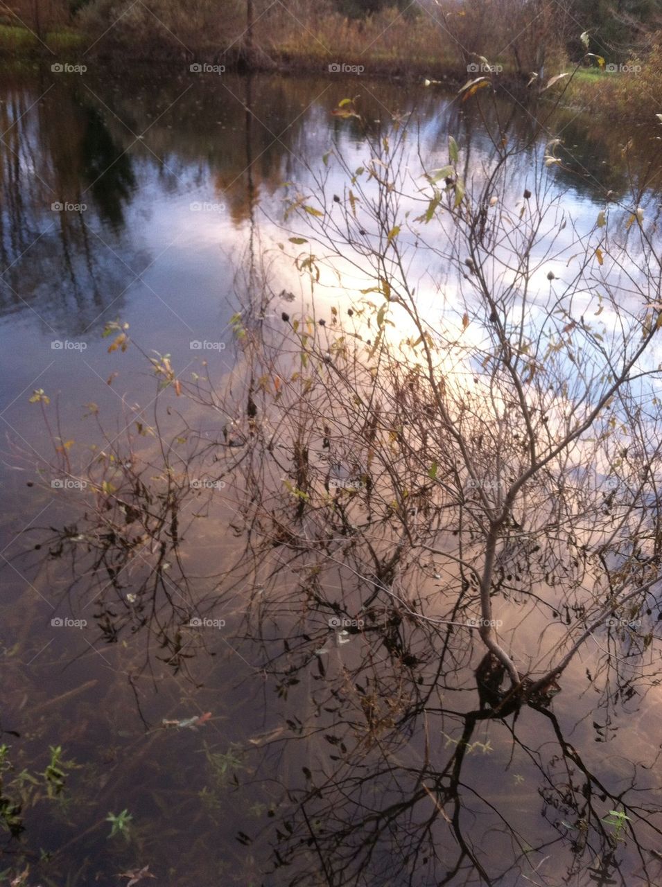 Pond light