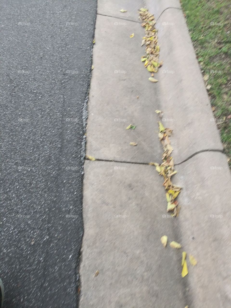 leaves road