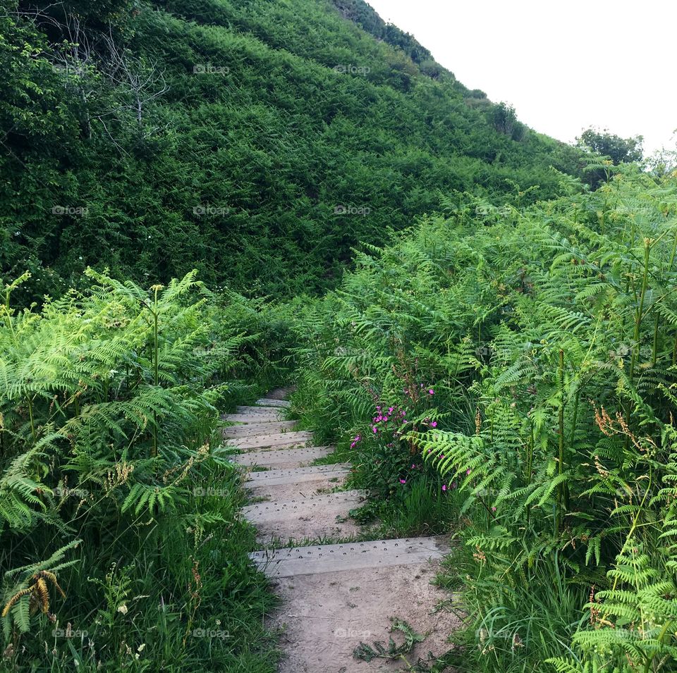 Walking through the vegetation 