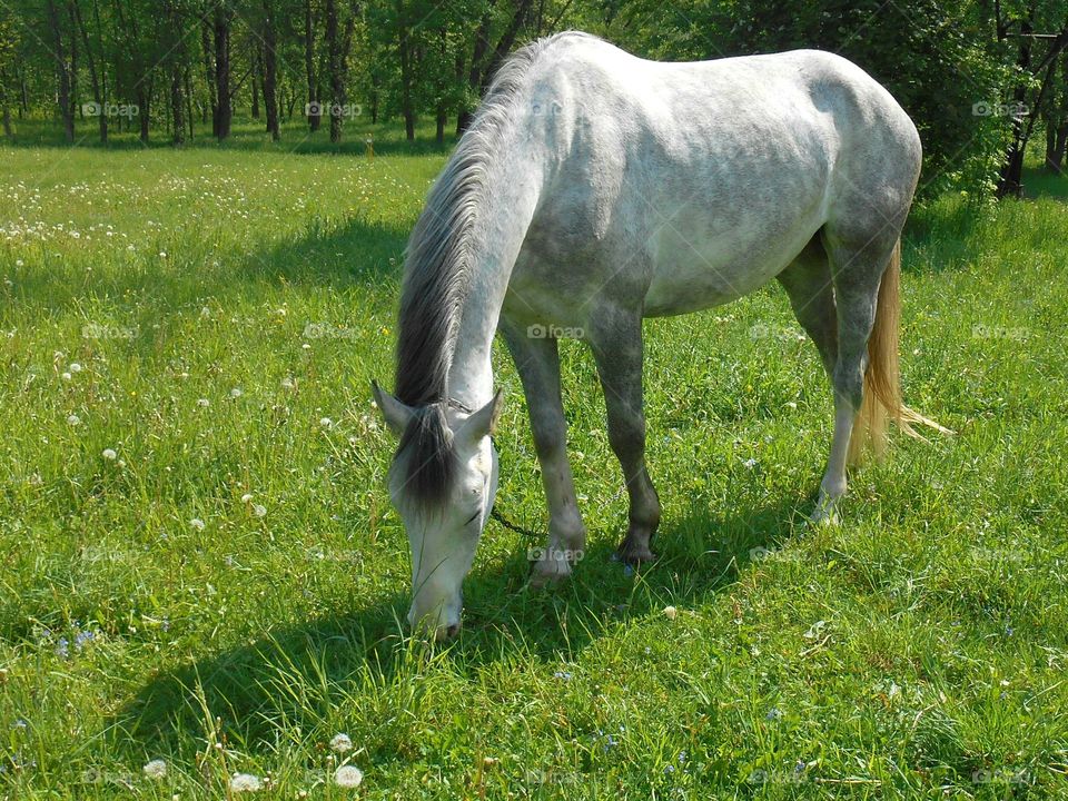 Grass, Mammal, Pasture, Farm, Hayfield