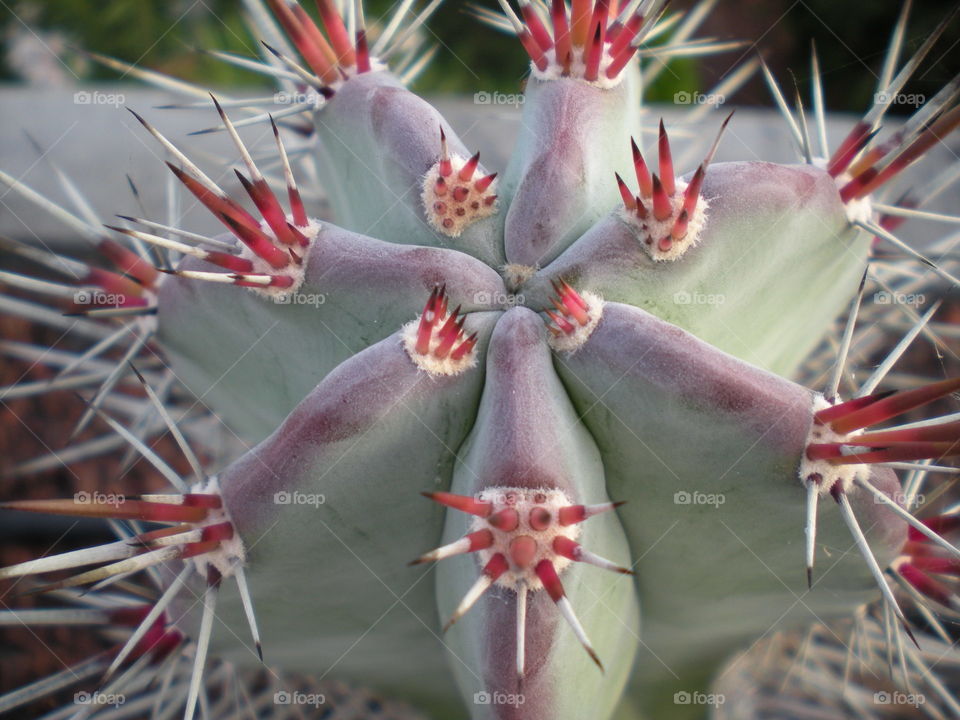 Cactus close up