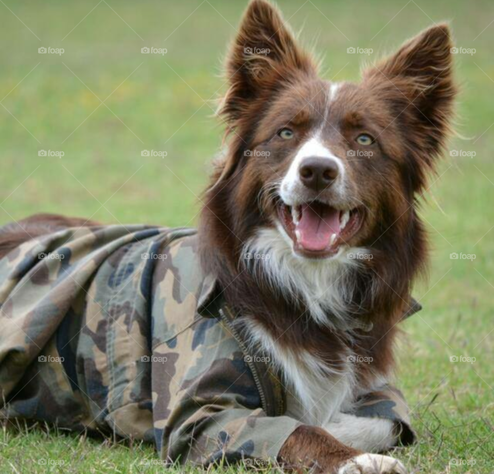 Milo, a brown Border Collie breed, wearing a camouflage hunting vest, relaxing on the grass.