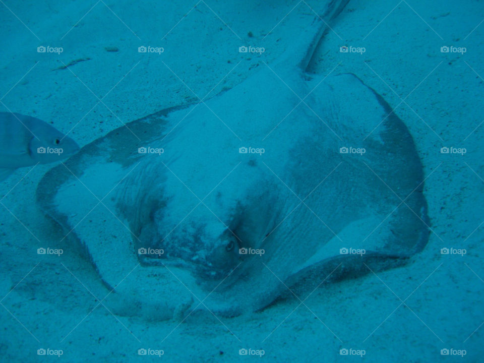 fish underwater dive stingray by tdebby