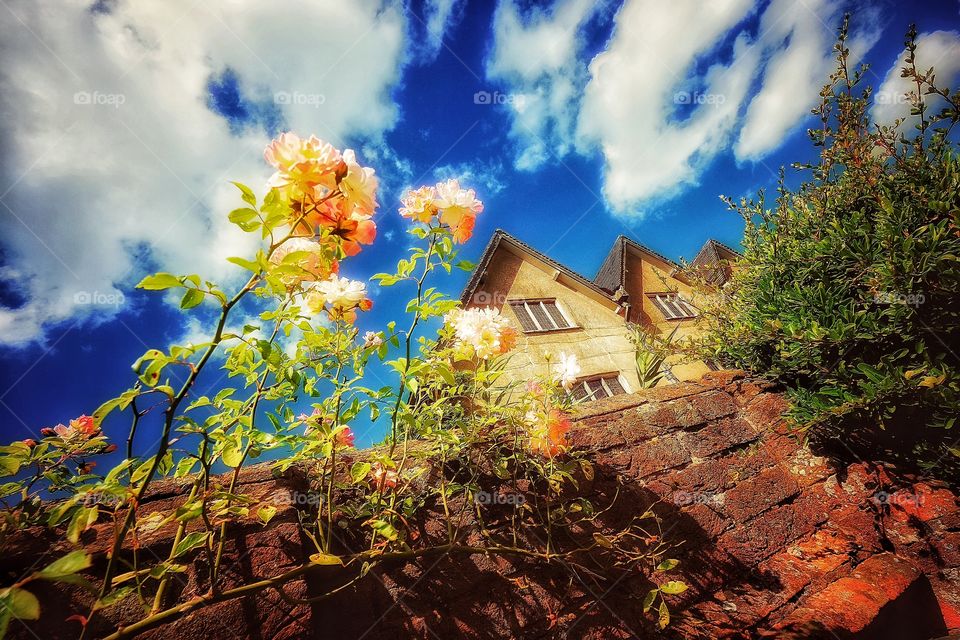 Garden. Stately home