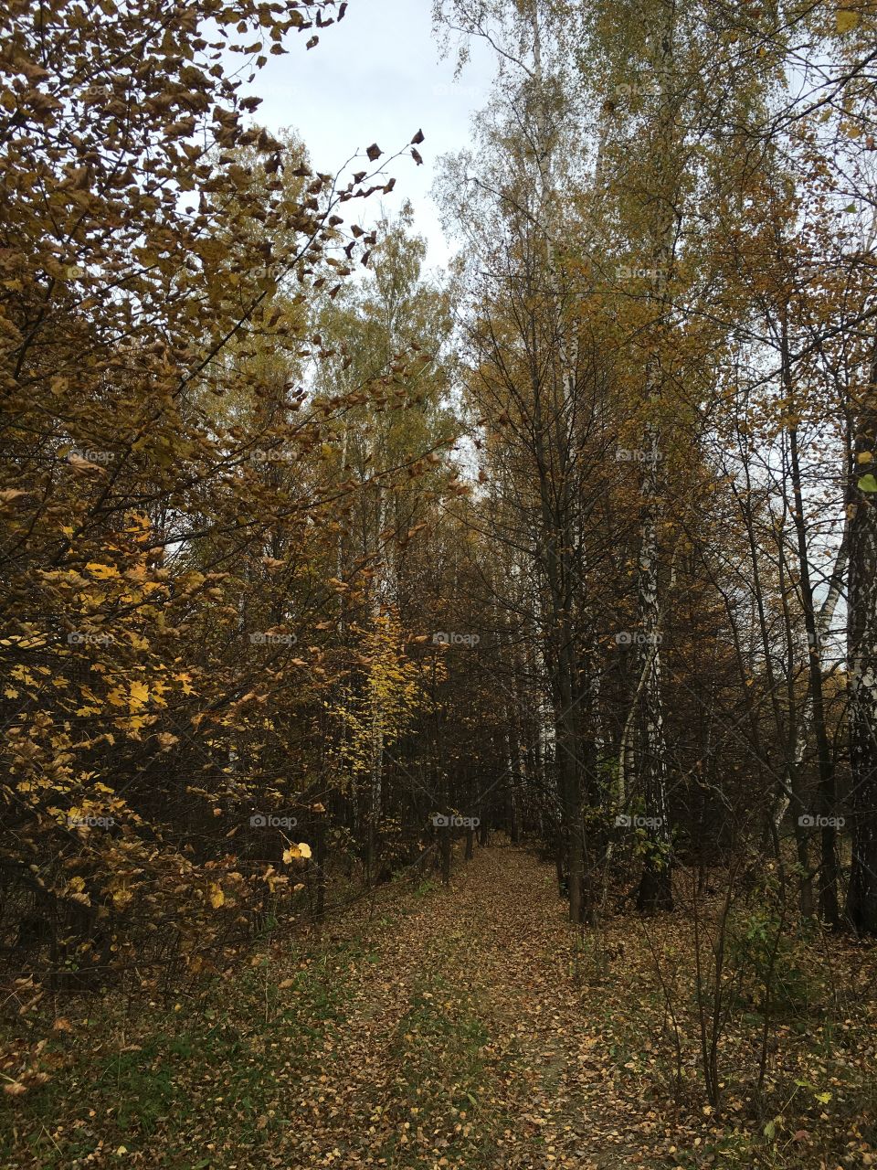 Forest walk 