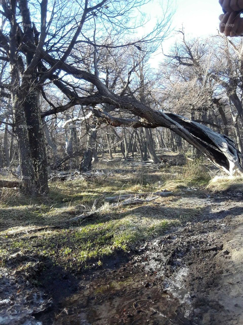 andean patagonian forest