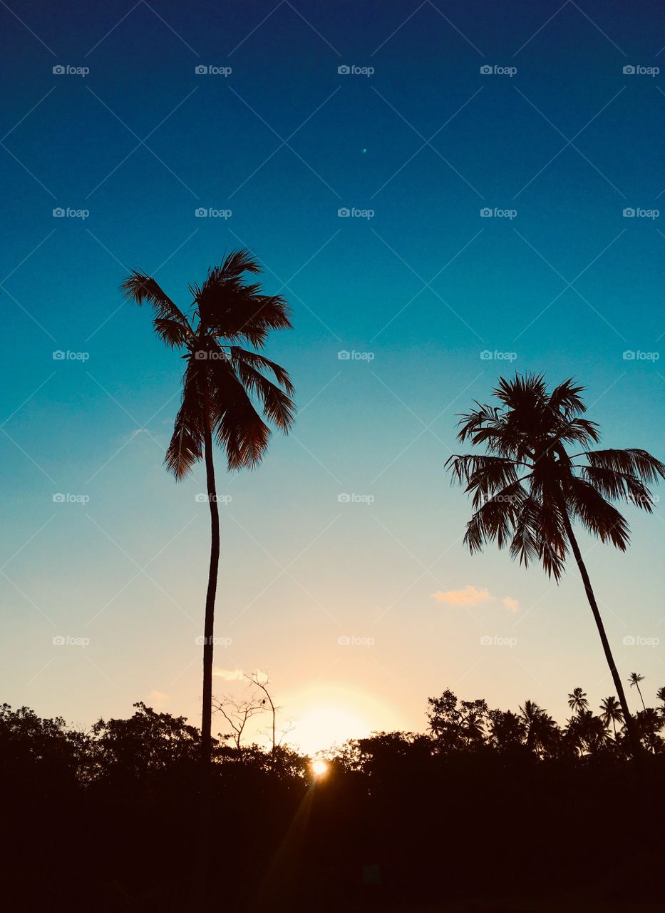 Very beautiful dusk in the Brazilian Northeast.  Look at the grandeur of these trees! / O entardecer muito bonito no Nordeste brasileiro. Vejam a imponência dessas árvores!