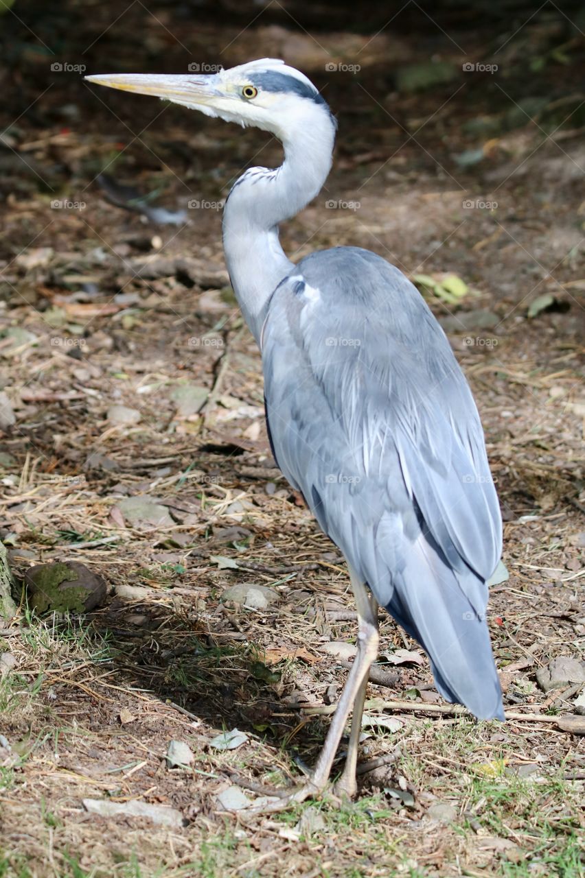 Gray heron