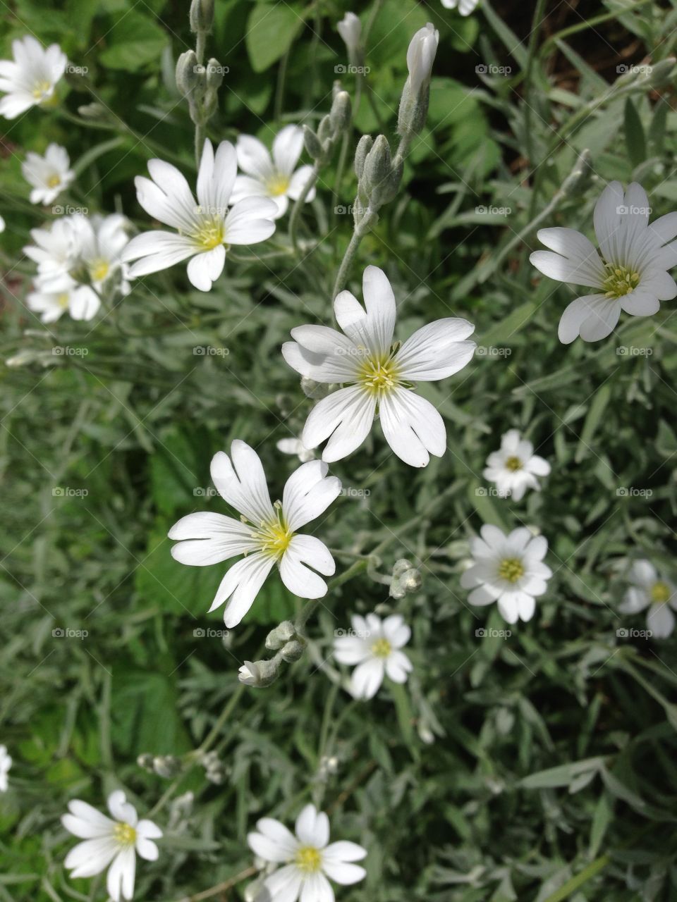 Little white flowers