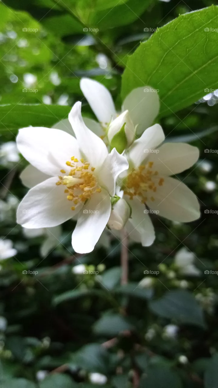 Blumen