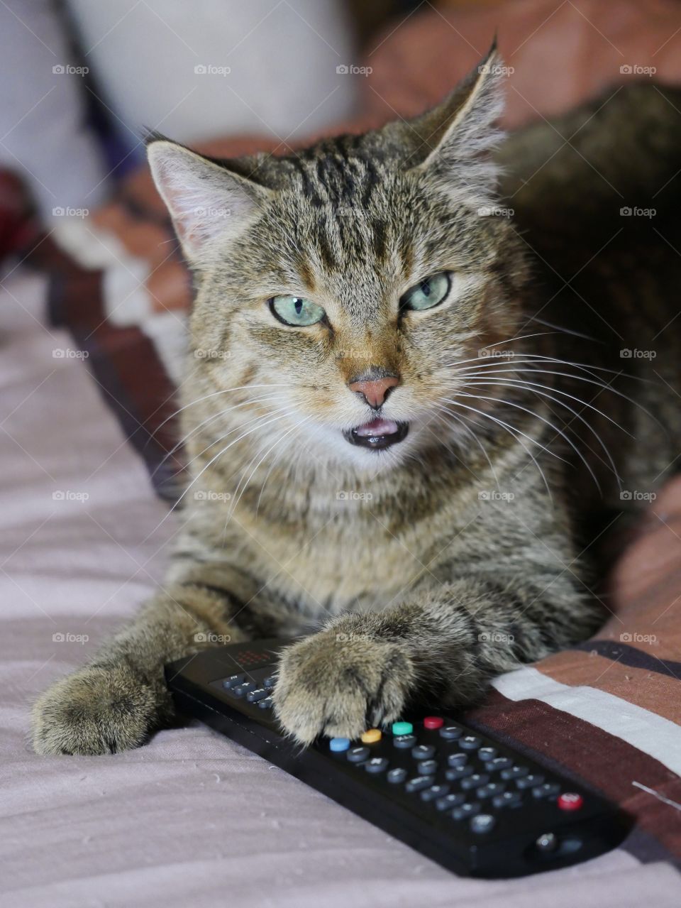 Cat with remote control