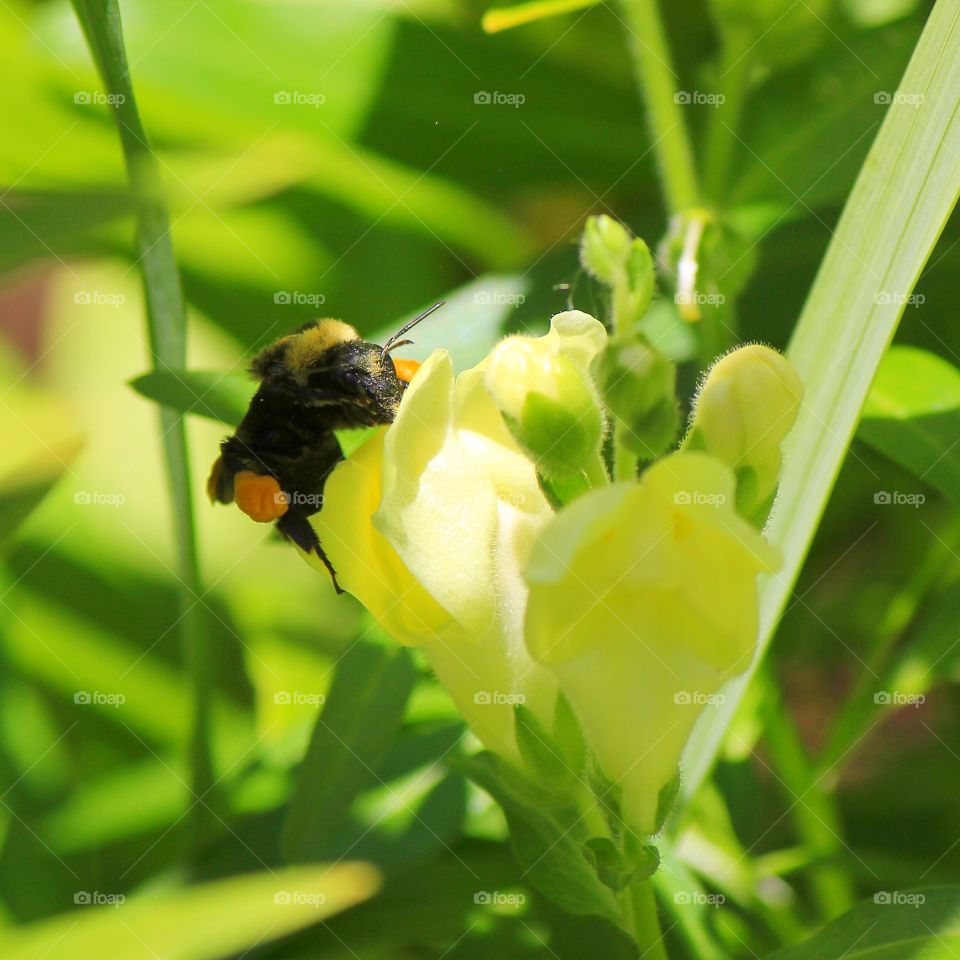 Close-up of insect on lilly flower