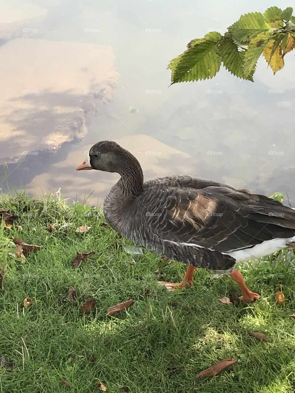 Beautiful anser goose beside a lake