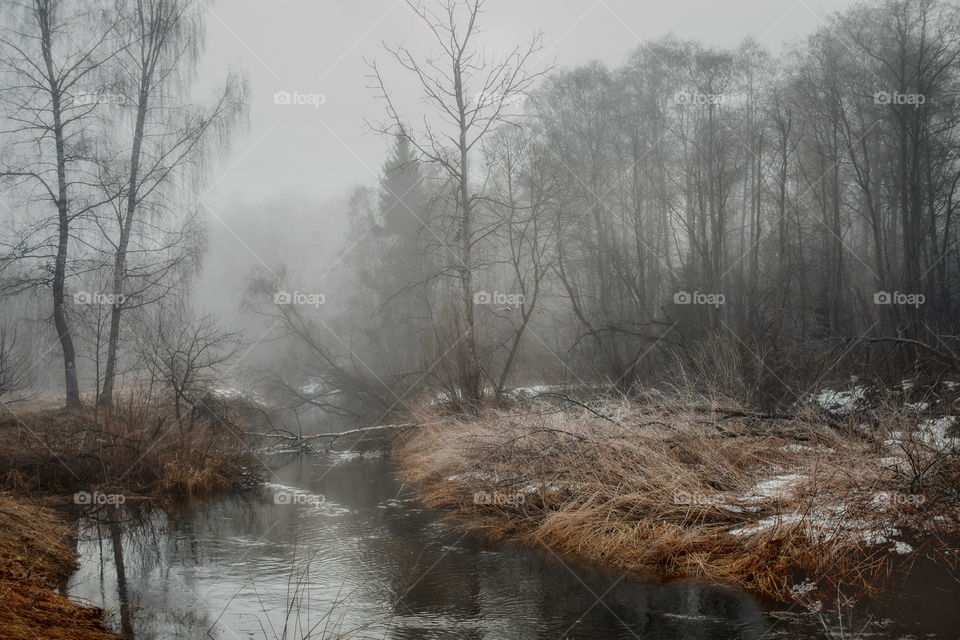 Misty morning in a spring forest with river