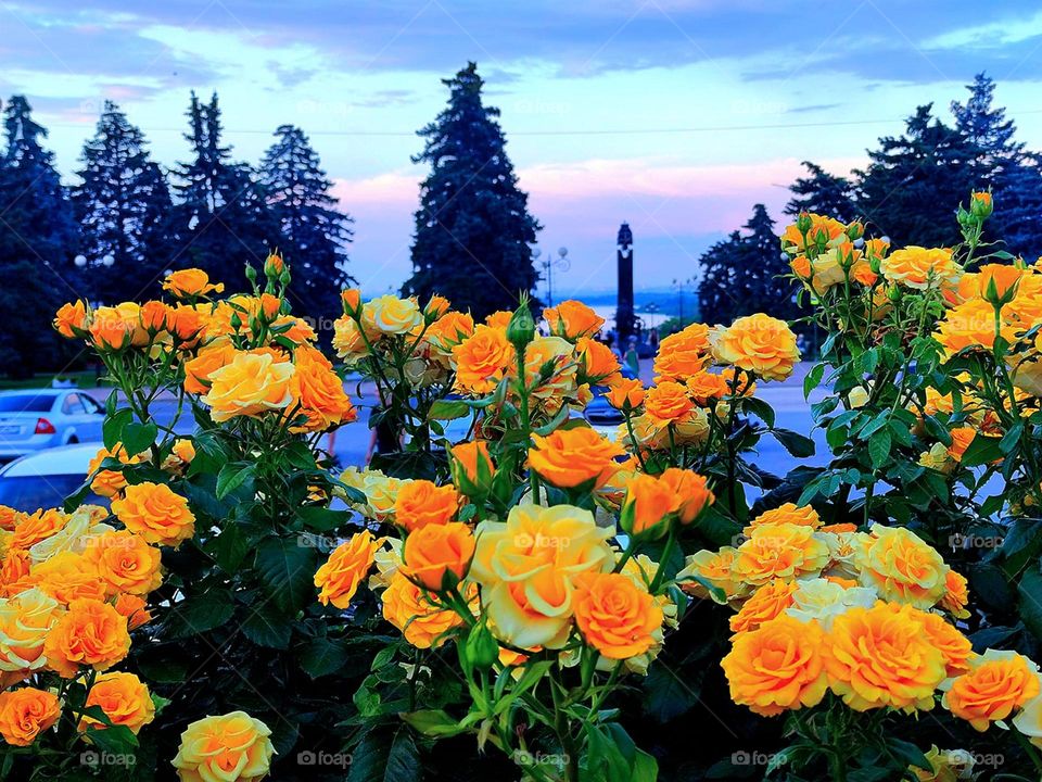 Summer.  Evening. Sunset. In the foreground, large bushes of yellow roses against a blue sky with a pink tint and the tops of trees
