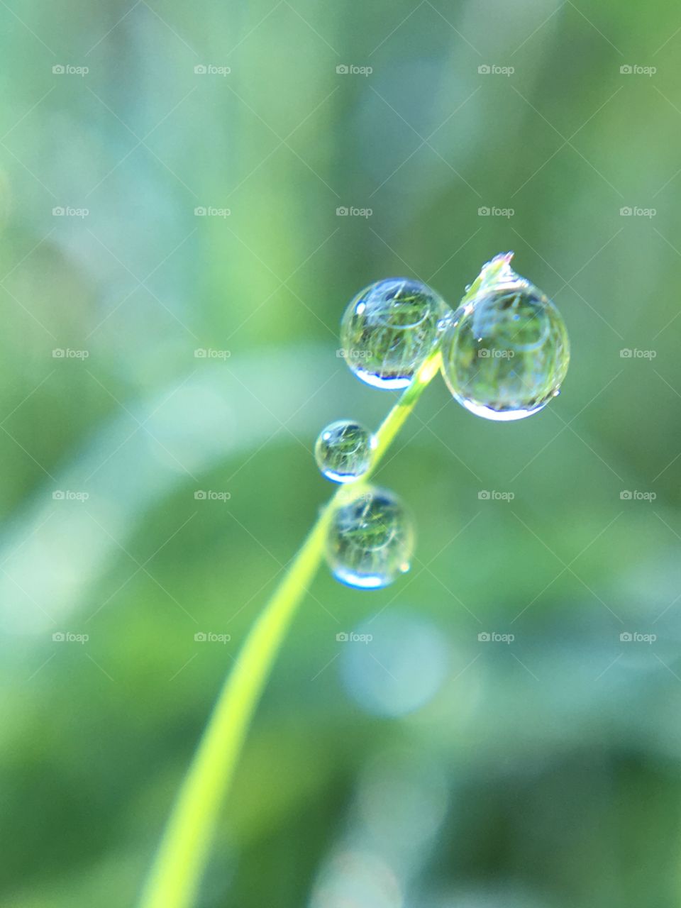Droplets on Grass