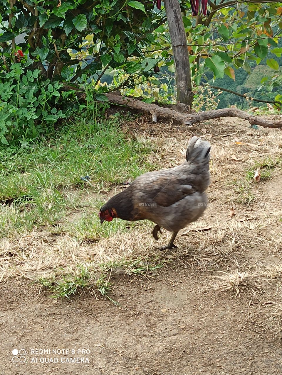 Hen