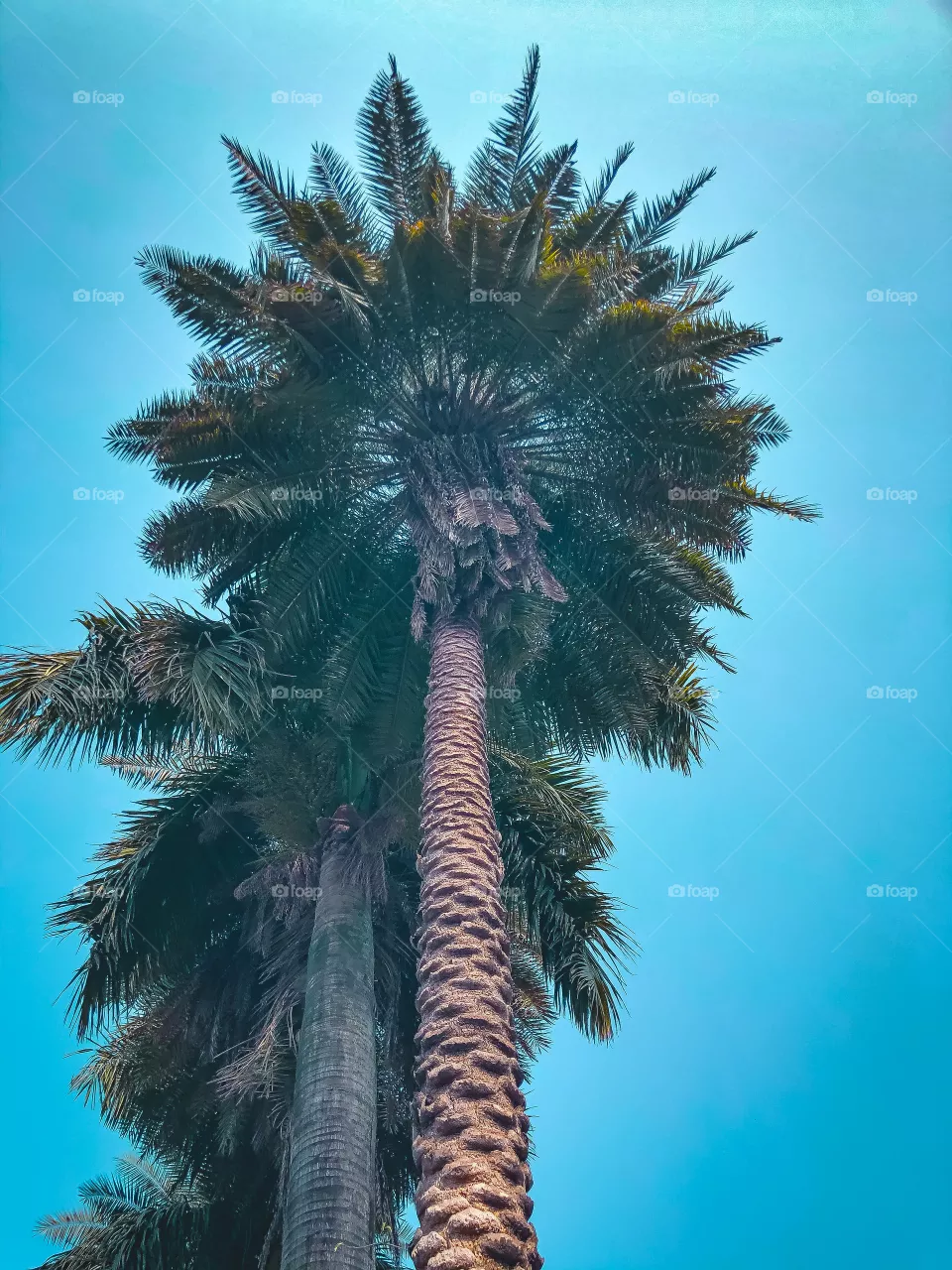 Palm tree 🌴