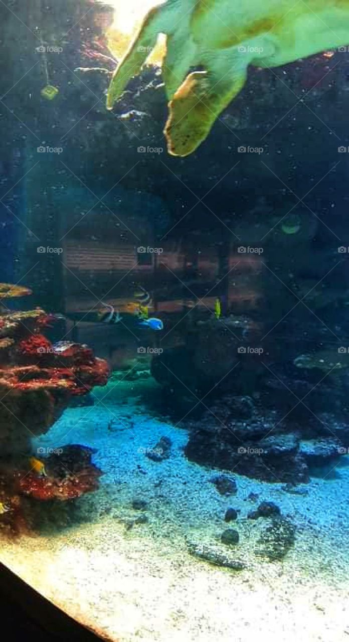 As tiny as an aquarium fish