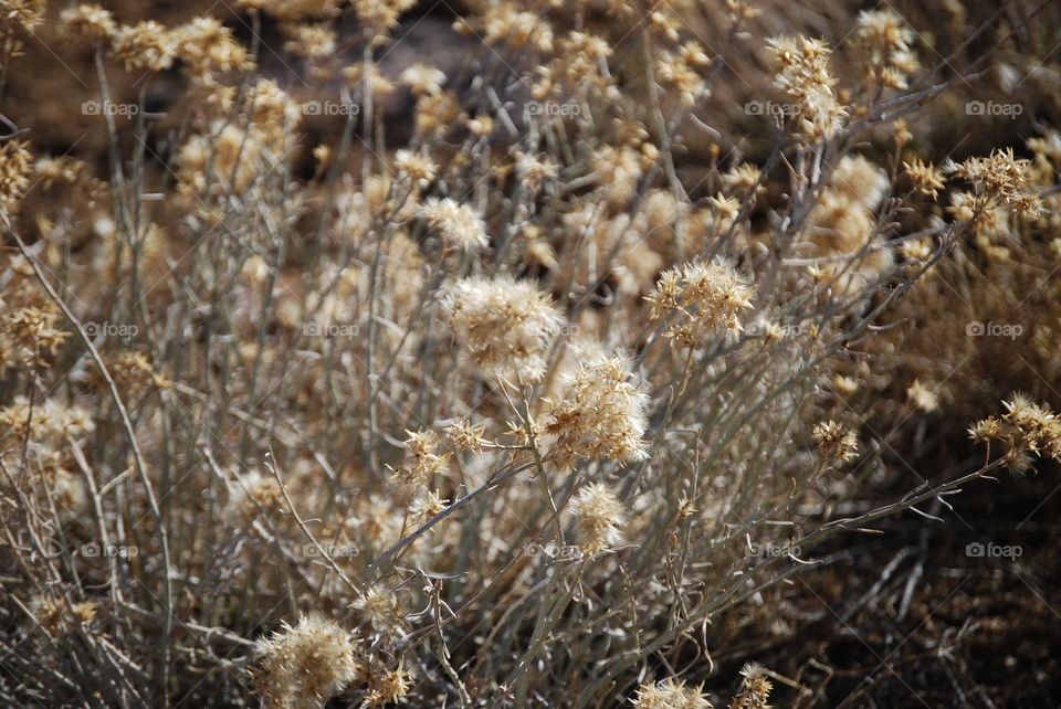 Desert Flora 