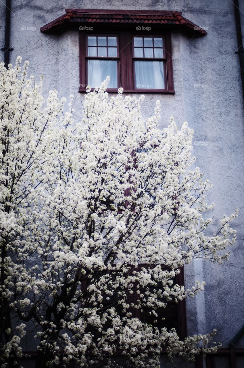 Tree and a window