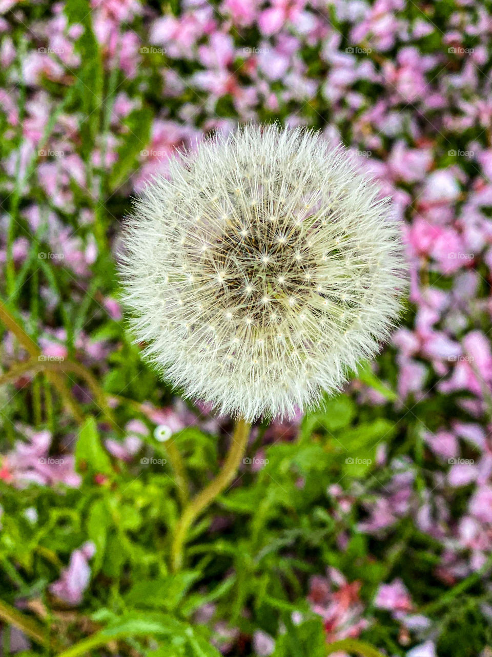 inclement weather and at night the basket is closed.  At the top of the elongated achene nose there are many hairs, with their help, the dandelion fruit can fly long distances in air currents.
