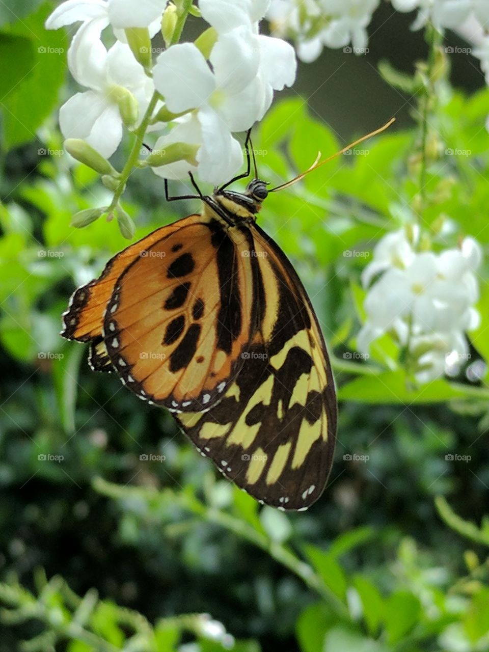 beautiful monarch butterfly