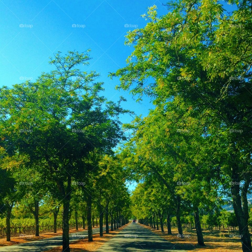 Tree Lined 