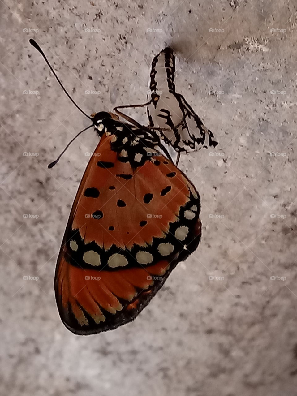 Born Butterfly