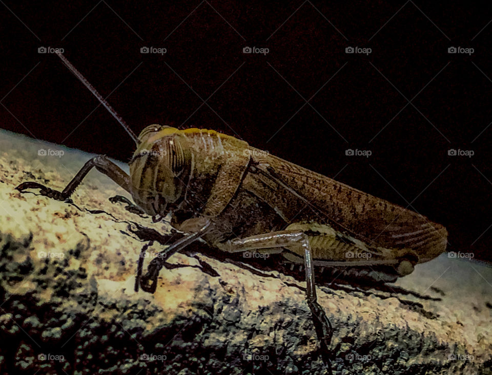 Egyptian grasshopper on a stone wall at night - Portugal 