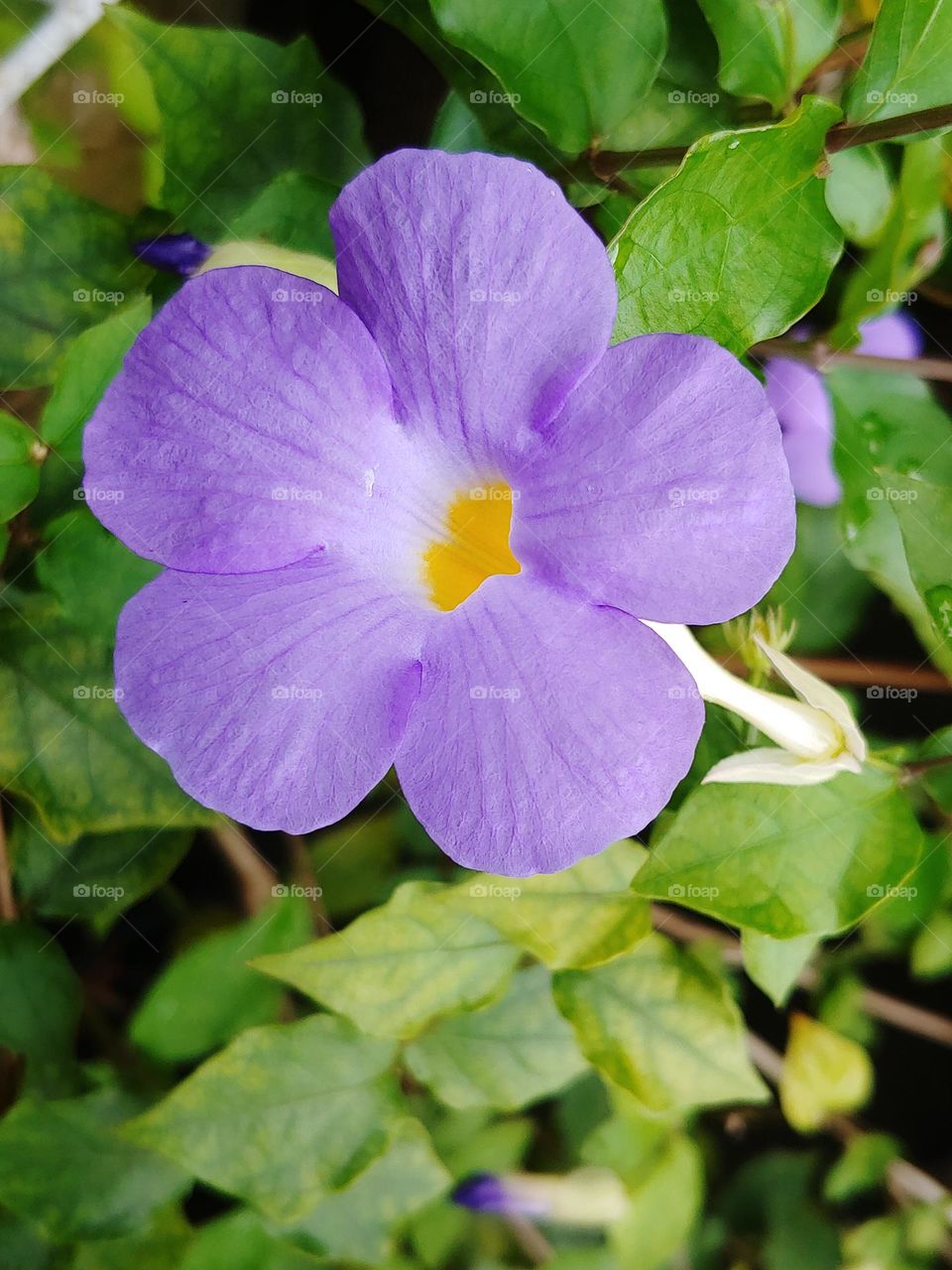 garden flowers captured