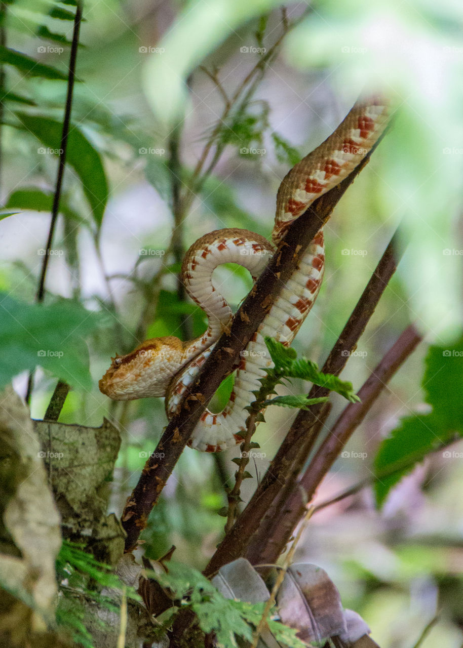 Poisonous snake in Costa Rica