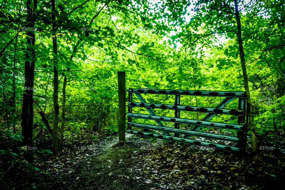 Old gate in the forest