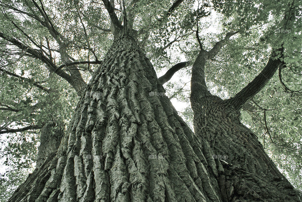 tree trees sky green by somebeach