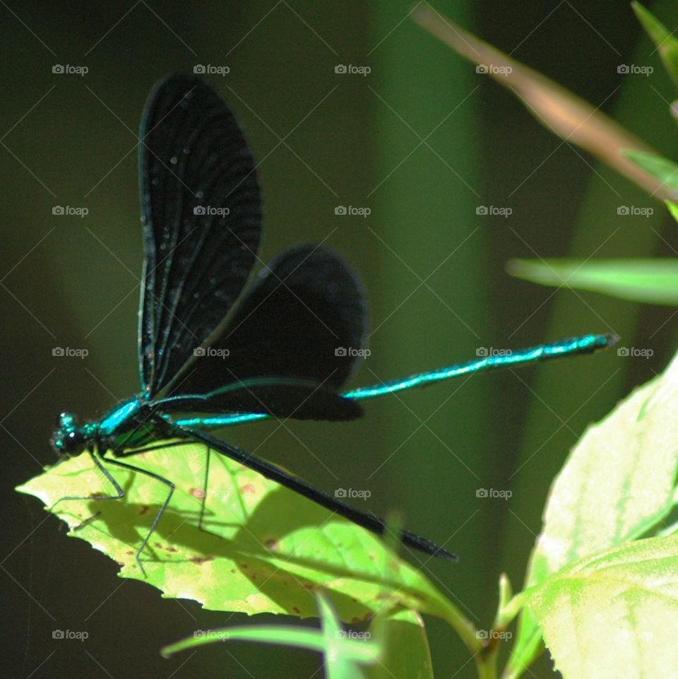 jeweled damselfly