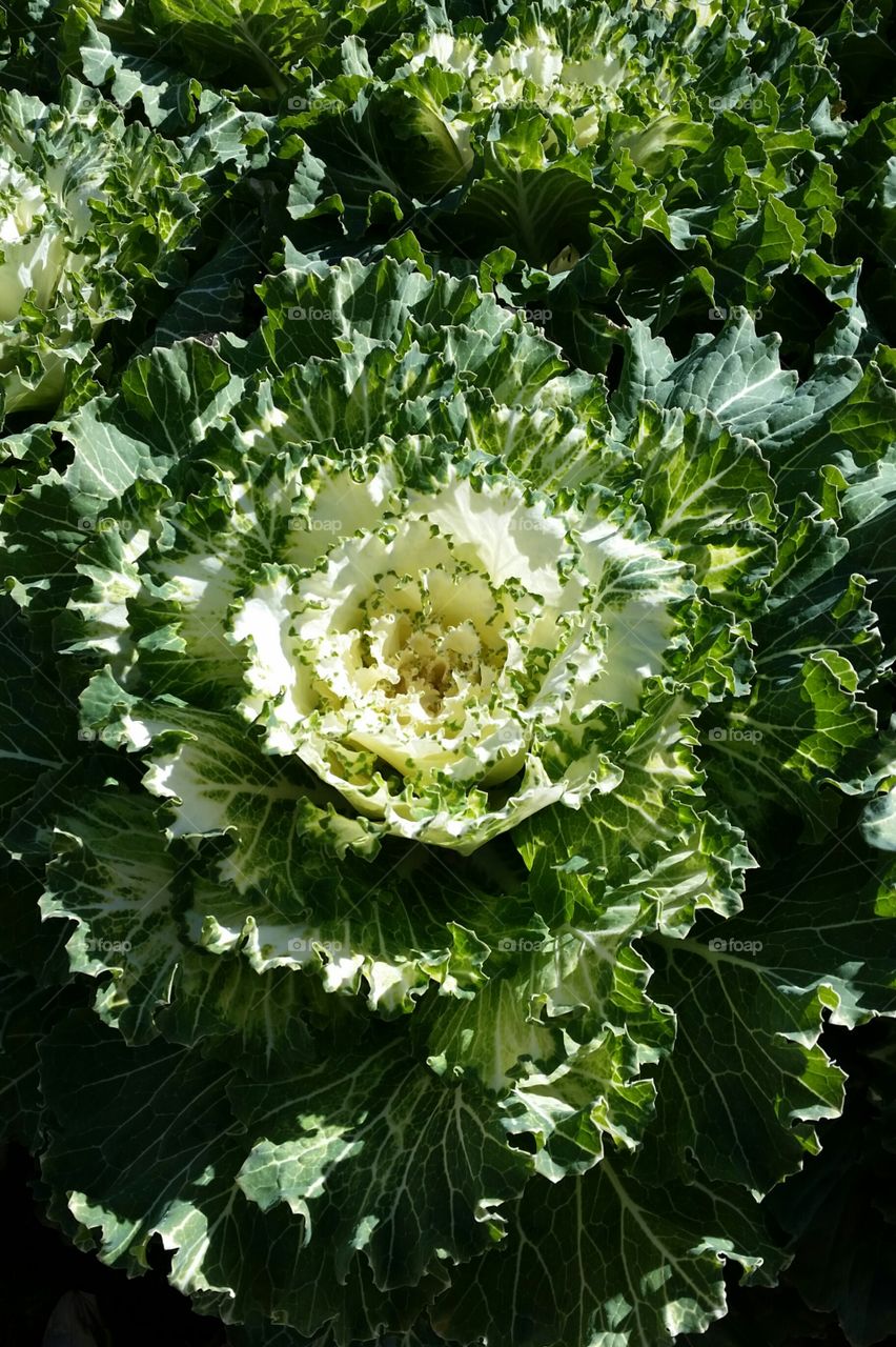 Flora, Leaf, Vegetable, Nature, Food