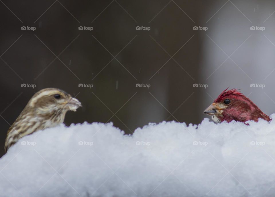 House Finch and Purple Finch peeking up on the snow
