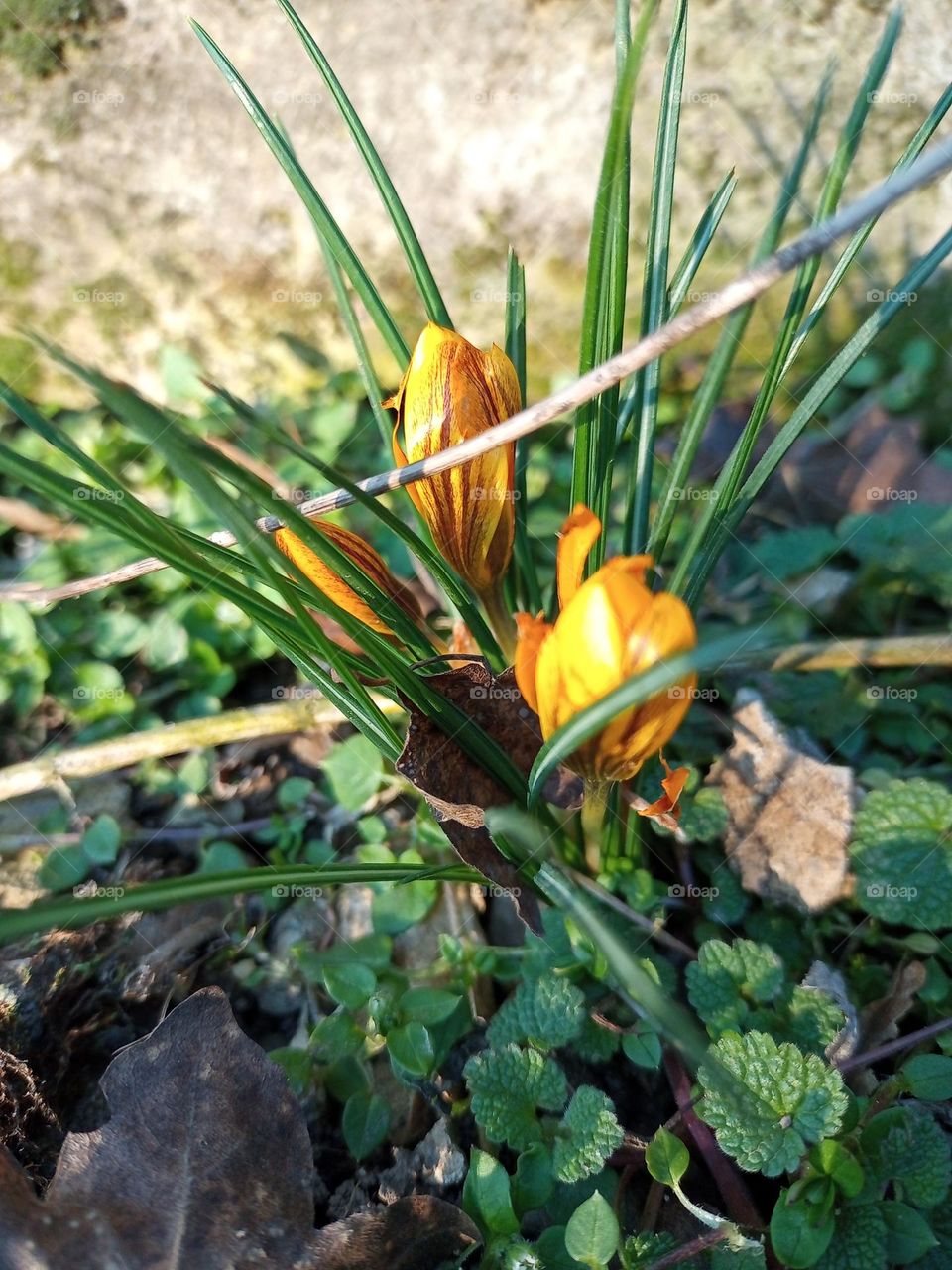 mobile servise: plants