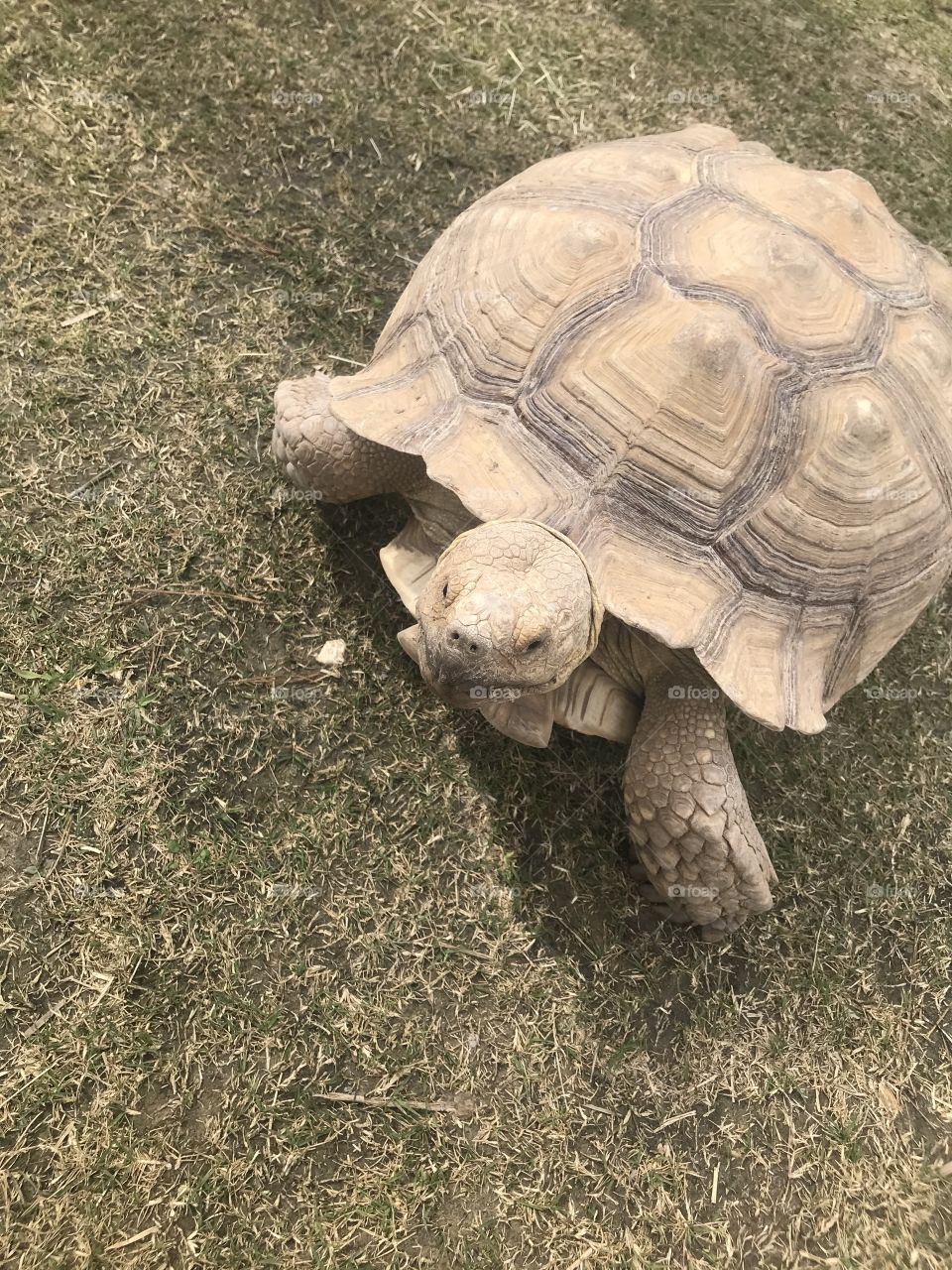 Tortoise 