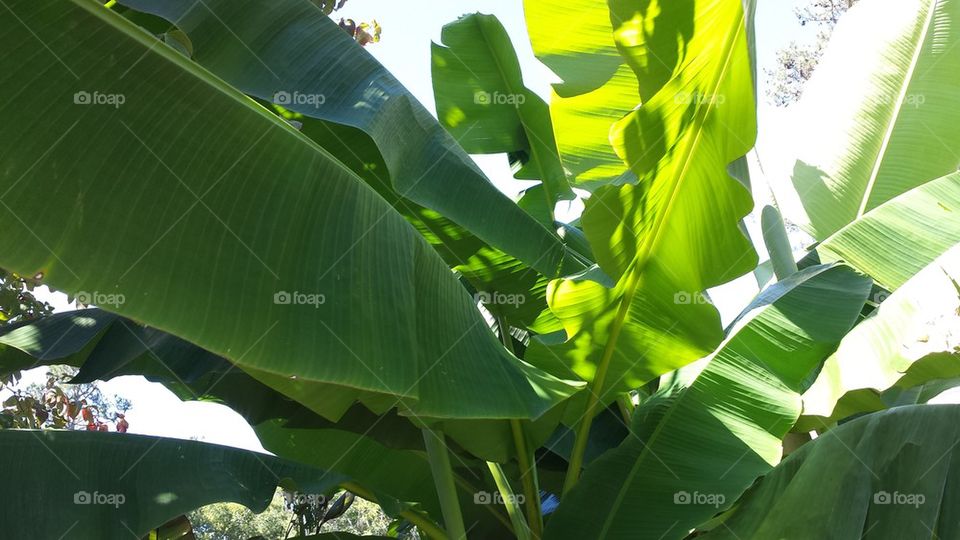 Banana Tree