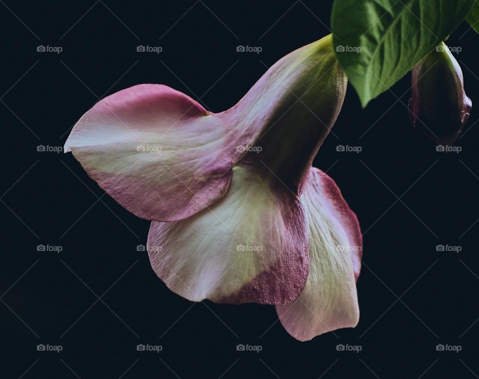 Floral photography  - Allamanda