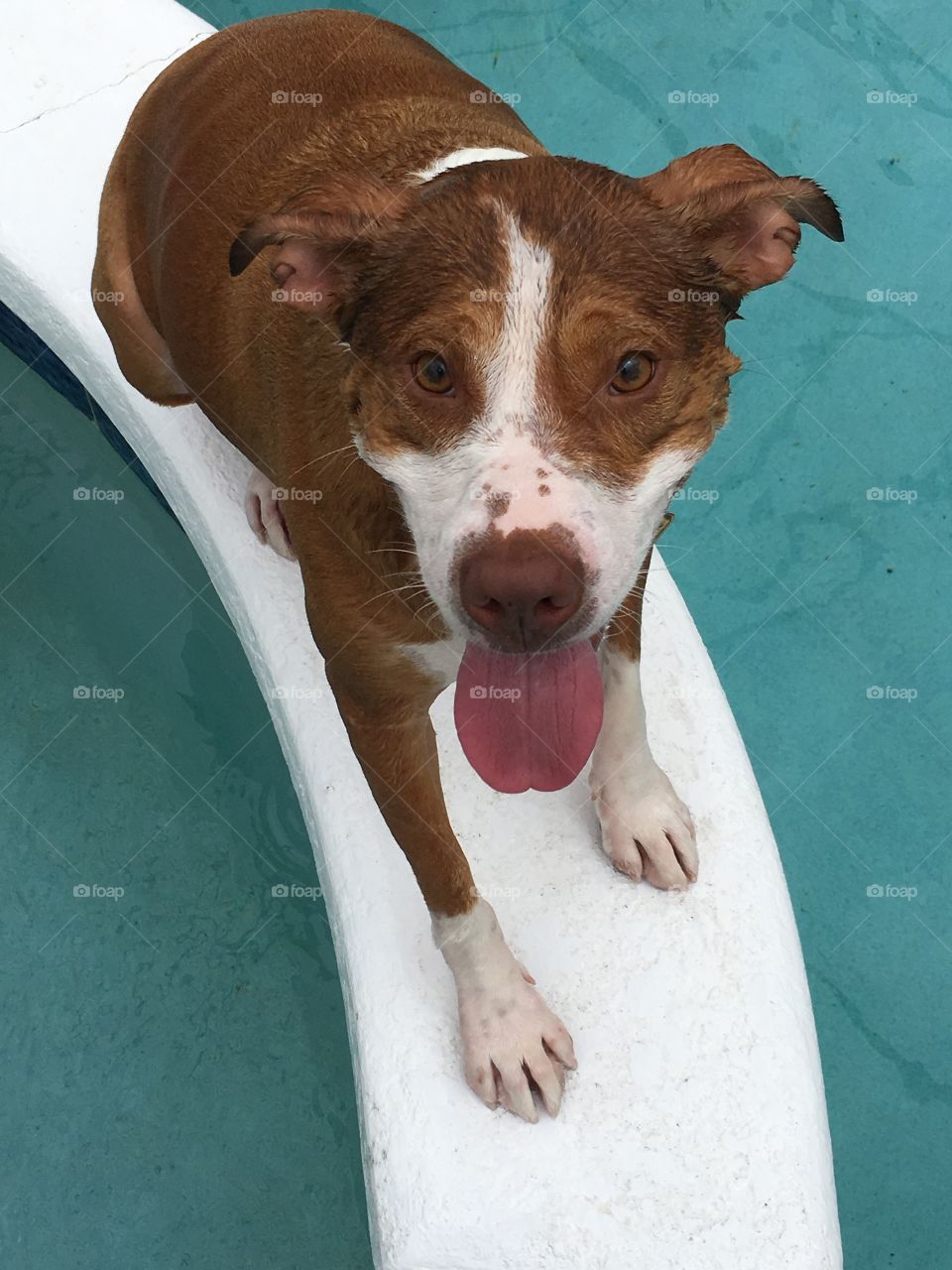 Happy rescue pitbull dog smiling in a pool